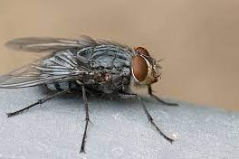 la mouche