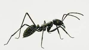 la fourmis