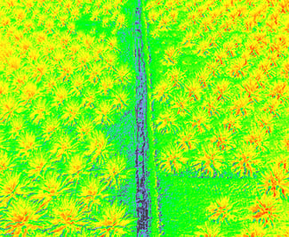 revision espectral de cultivo de palma de aceite