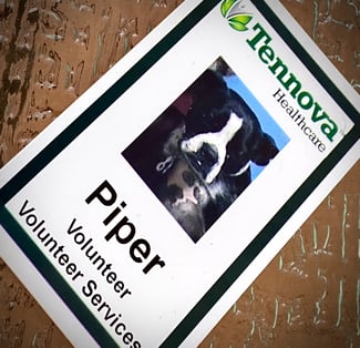 Tennova Volunteer ID badge with a phot of Therapy Animal Piper