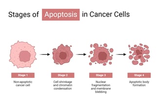 apoptosis