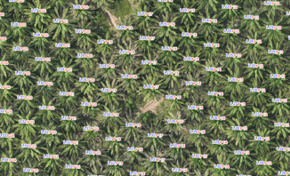 palms inside the cultivation with nomenclature