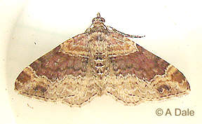 Dark-barred Twin-spot Carpet moth