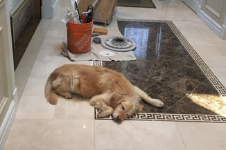 A dog napping after a hard day Marble Polishing