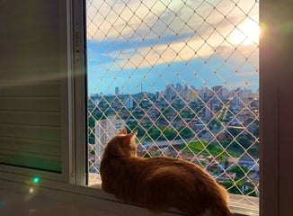 a cat sitting on a window sill with a view of a city