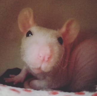 Roerto una rata sin pelo de piel rosada y carita muy dulce