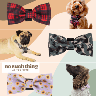 a dog wearing a bow tie and a bow tie