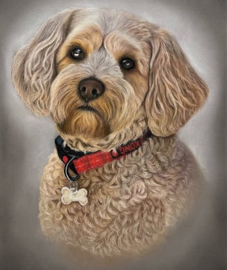 pastel pet portrait, cockerpoo pet portrait