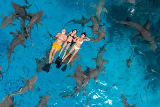 Top activities in the Maldives: Dolphin watching and snorkeling at Banana Reef