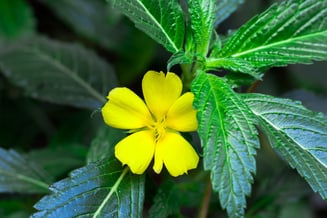 a yellow flower with green leaves on a plant