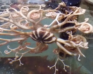 Oregon Coast - Coos Bay/Charleston Marine Life Center sea creature