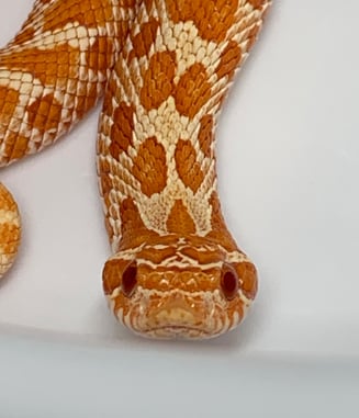 Lolly, High Red Albino Het Lavender Female hognose