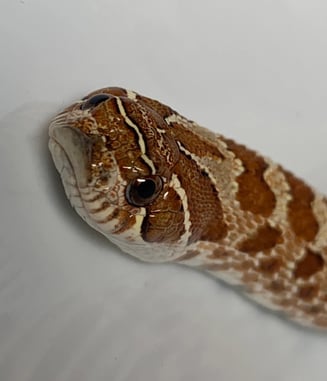 Western hognose looking sharp