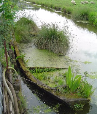 bacôve abandonné dans un bras de canal du marais audomarois