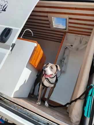 mascota en camper