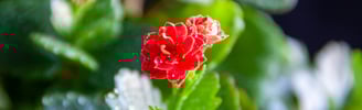 Red Flower Of Kalanchoe