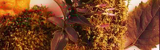 Chypre Ingredients