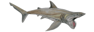 Requin préhistorique Hélicoprion