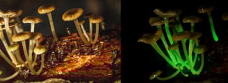 Champignon bioluminescent - Mycena lucentipes