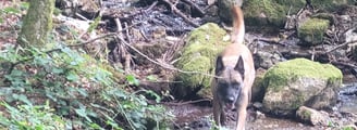 baladez vous en fotêt avec votre animal de compagnie