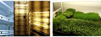 A picture of Early Greens microgreens nursery