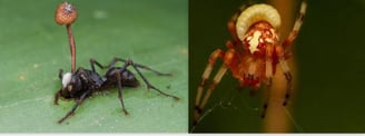 Visual representation of parasitic mind control: a fungus-infected ant and a wasp-controlled spider