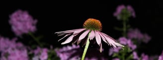 Benefits Echinacea