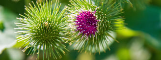 Burdock Root