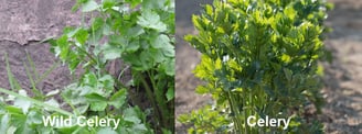 Wild Celery vs Celery