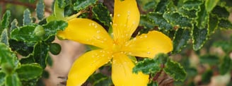 St. John’s Wort