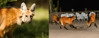 Maned Wolves Not as Scary as They Seem