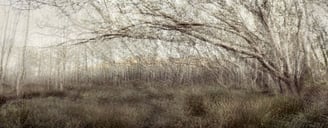 Ethereal landscape photography artwork by Martin Osner showing an abstract forest scene with layered tree branches