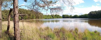 Etang de la forêt de Brocéliande à 50m DU COCON ENCHANTEUR