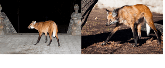 The Maned Wolf: Terrifying Yet Sweet?
