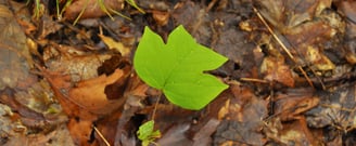 A tulip tree seedling observed in Ontario by Environmental Consultants at Aster Environmental.