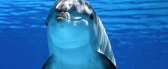 dolphins-on-ami