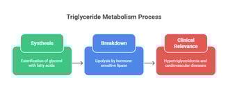 TG metabolism process