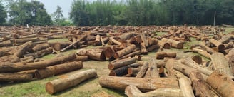 "Large stockpile of various forest woods from Chhattisgarh–suitable for timber, handmade wood craft, furniture, and more"
