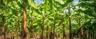 a bunch of bananas on a tree in a field