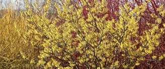 Witch Hazel (Hamamelis virginiana)