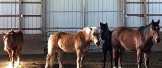 Four horses standing in a barn and looking toward camera