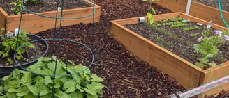 Garden with raised beds