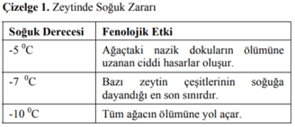 zeytinde soğuk zararı - itoga çiftliği