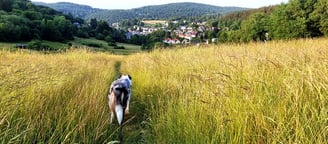 Galgenfeld mit Hund im Sommer