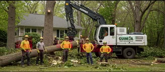 a Guilmer Tree Team standing around a tree stump