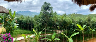 a view of a lush green forest with a view of mountains