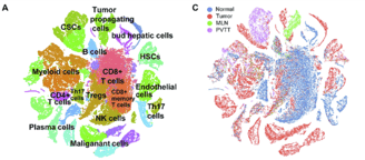 Clustering and visualization of tumor cells