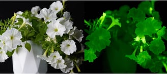 Plante Pétunia lucéole - Firefly Petunia 