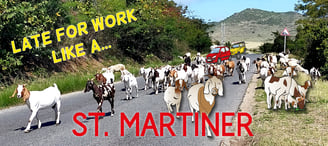 Goats! The St Martiner