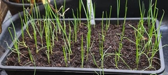 a tray of leek seedlings growing